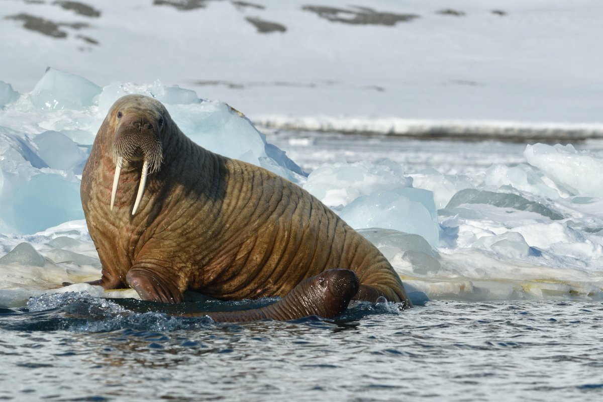 渡辺佑基 Yuuki Watanabe tweet media