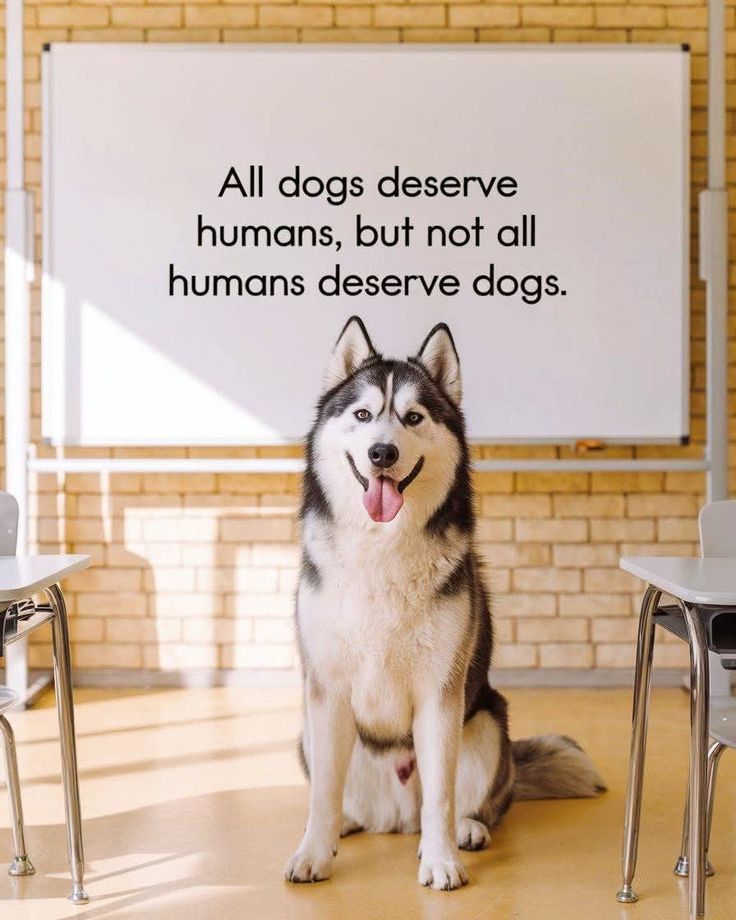 𝕏 Dogs (@_xdogs) on Twitter photo 