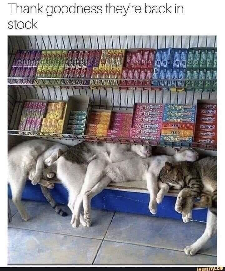 contents that ll heal your depression 🌻 (@catshealdeprsn) on Twitter photo 