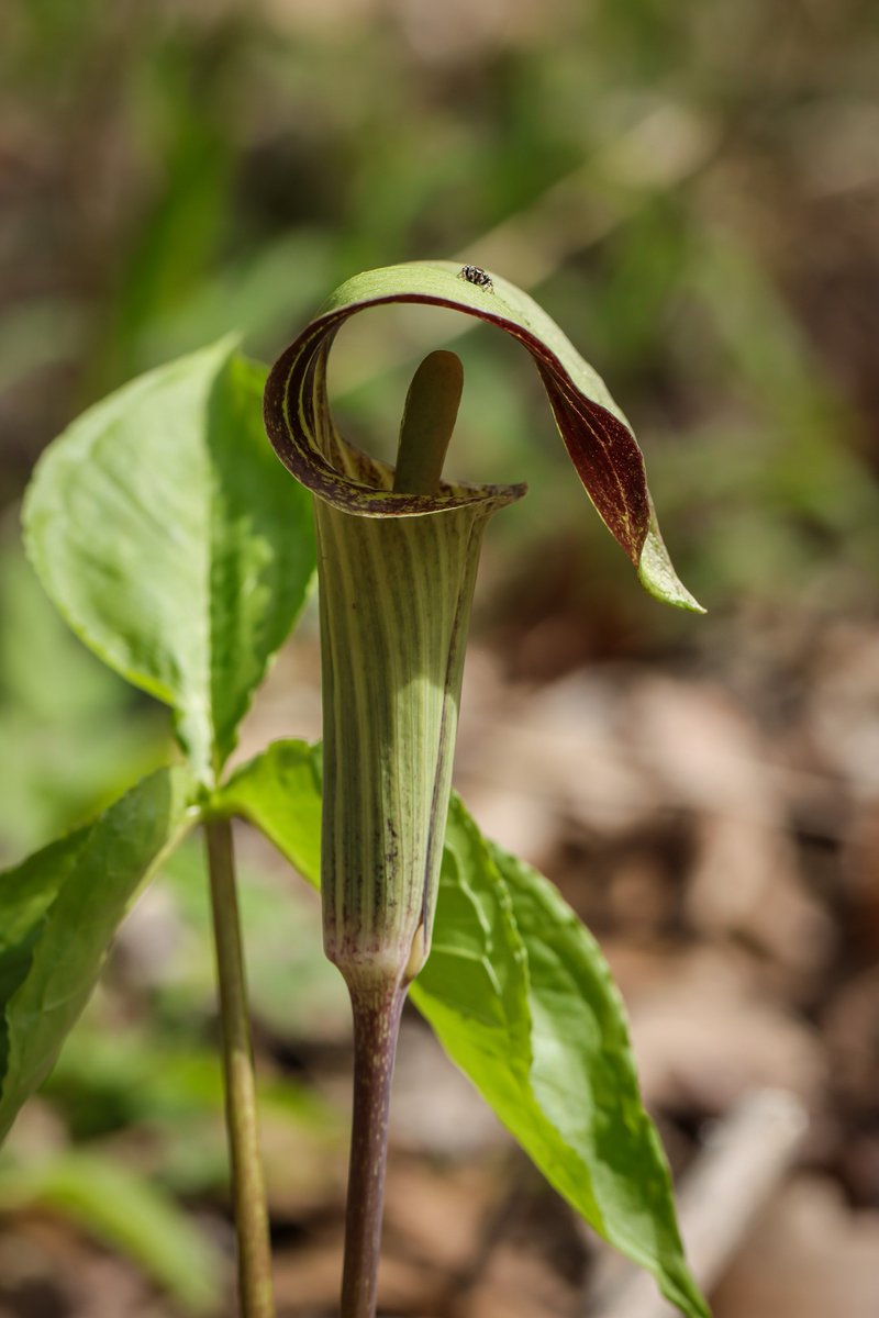 Forest Preserves tweet media