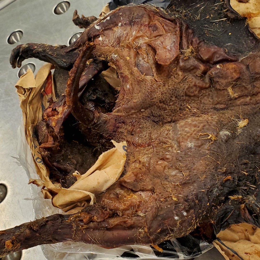 DFOChicago's tweet photo. .@CBP agriculture specialists at ORD intercepted 1.1 kg of prohibited bushmeat from a traveler arriving from Togo via Brussels. Thanks to sharp x-ray review and CDC support, the item was refused entry. Great teamwork! #CBPChicago #OFOProudUS https://t.co/AOqBpINC6N