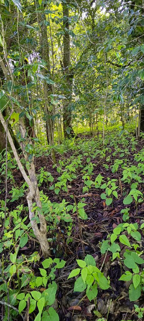 AbiluTangwa's tweet photo. Bees are vital pollinators! Save them by planting native trees & skipping herbicides/insecticides. Native plants support local ecosystems. #SaveTheBees #PlantNative https://t.co/tGky5NNOa4