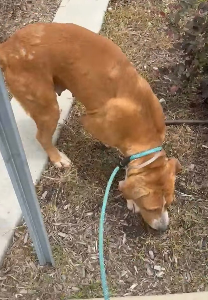 💖🎉🥳🎈NORA is on her way to safety and love! Rescued by #LuckyTails Thank you everyone for helping her escape and receive the med care she so deserves 🐾🙏Please honor your pledges! 
Get well soon NORA 💖🎉🐾
Houston #TX 
#A634315 
Link in thread 👇