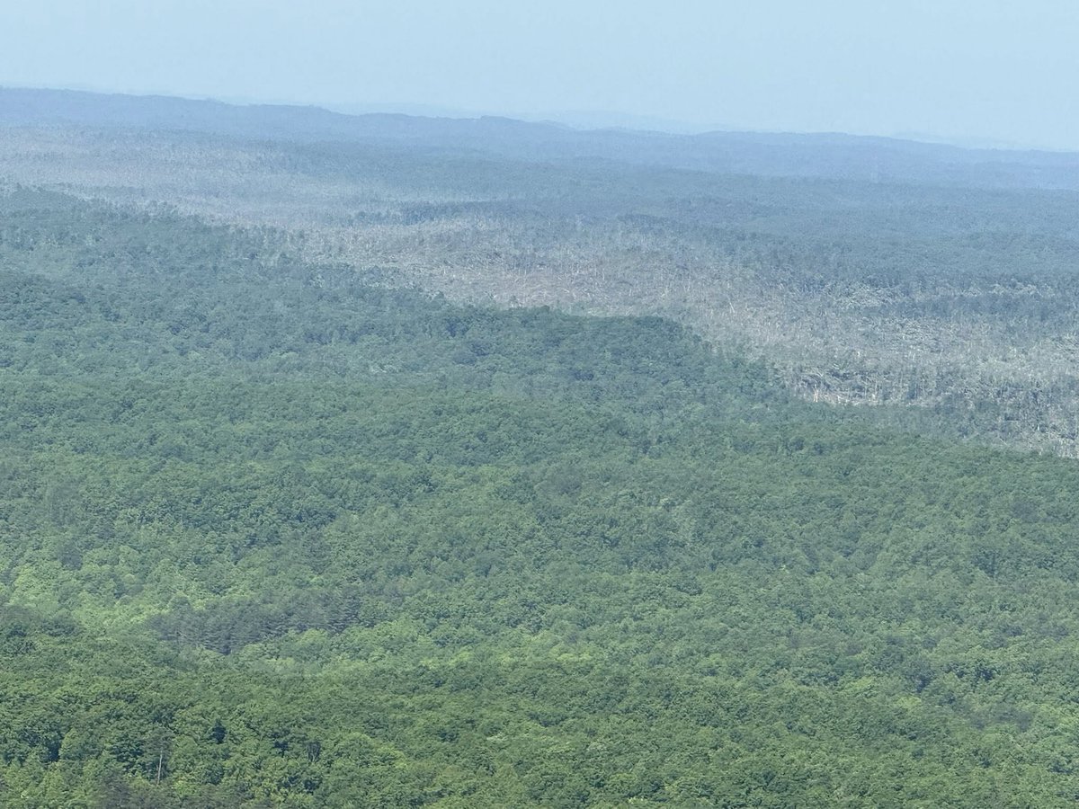 INCREDIBLE tree damage in the forest before London, Kentucky. Trees just absolutely decimated. Photos via London, KY Mayor Randall Weddle on Facebook.