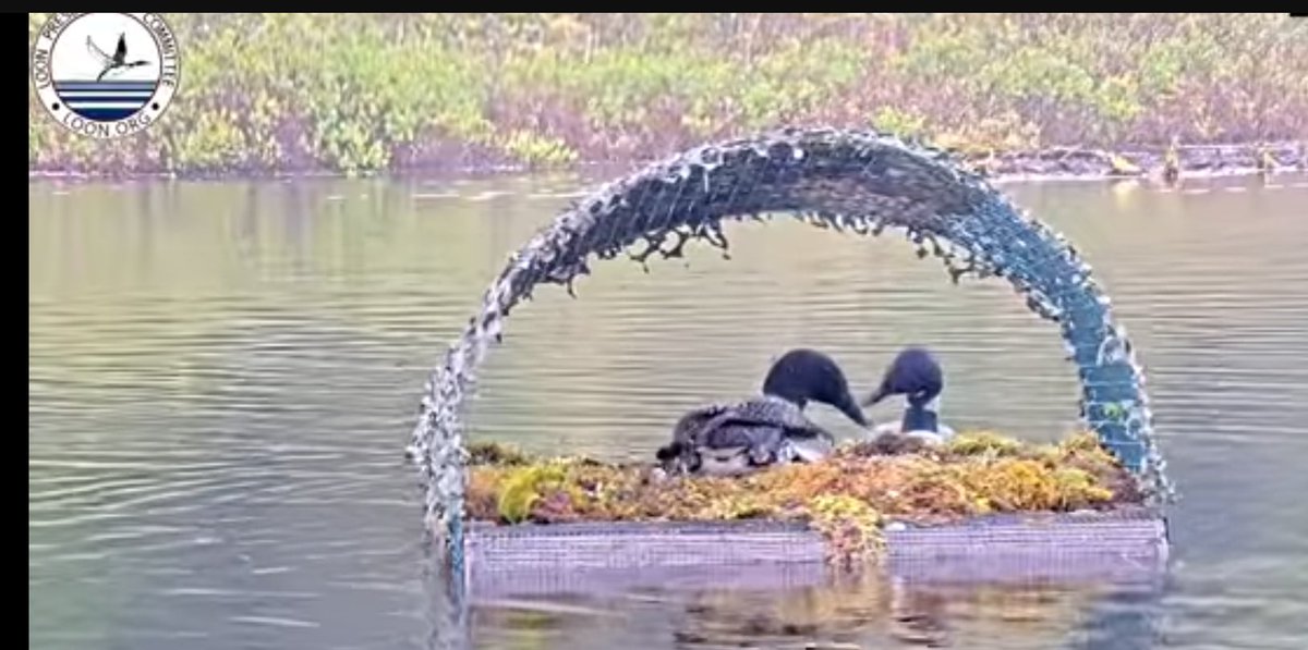 vivhat's tweet photo. Nothing says the beginning of summer is upon us quite like the Loon Preservation Committee's live loon cam: https://t.co/VVn1v9anhp @lpc_nh https://t.co/kSkuSBEAbV