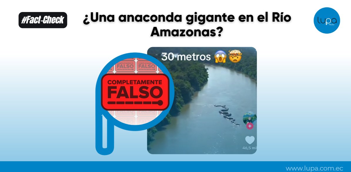 LupaMediaEC's tweet photo. 🔍#FactCheckViral | No, esa "anaconda gigante de 30 metros" del Amazonas NO existe. El video viral es completamente falso y generado con IA.
❌ Se comparte como si fuera de Ecuador, Perú, Brasil y Chile.
❌ Algunas publicaciones virales falsamente atribuyen el descubrimiento de la anaconda a la expedición del Dr. Brian Fry
💬 Fry ya lo negó: "Es una falsificación obvia. Las anacondas NO flotan así en la superficie".
📏 REALIDAD: ➡️ Anacondas reales: máximo 7-8 metros ➡️ Récord mundial: 8.43 metros ➡️ Serpiente más grande (extinta): Titanoboa, 13 metros
Te explicamos más aquí:
https://t.co/qUAsdWjkhl