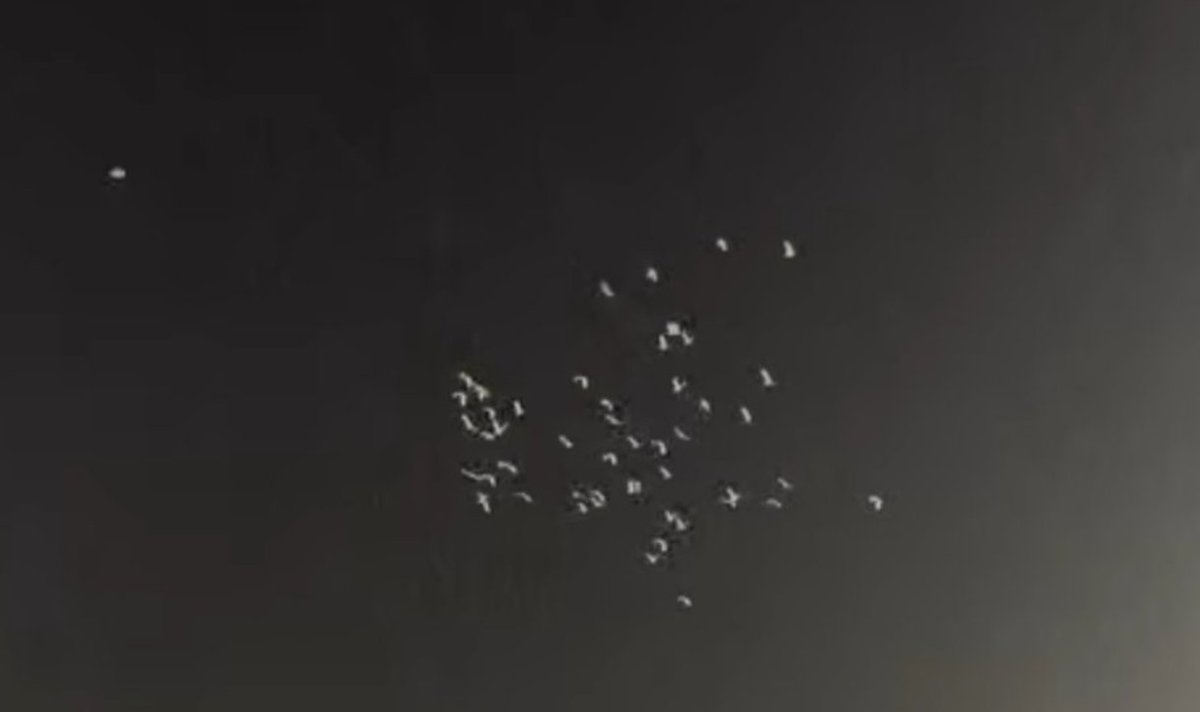 Insidious045's tweet image. 49 pigeons in support of virat kohli after his retirement from test cricket💥🔥
#KKRvsRCB