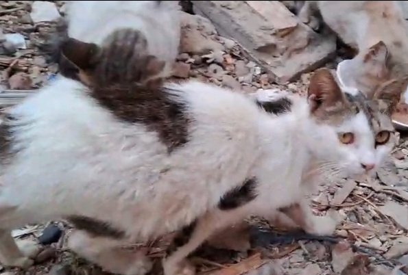 OMG, the scene was horrible. Today, when I went to buy some flour, warplanes bombed a school that was sheltering displaced people. It was a deadly massacre, with corpses &amp; blood filling the place, &amp; wounded people calling for help while they were dying, their eyes full of terror