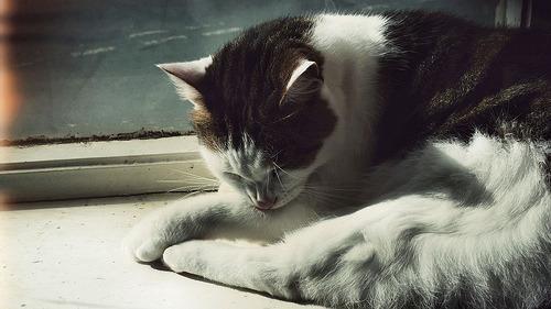boturitter's tweet photo. "Practicing my best yoga pose. Namaste." #catsofinstagram #yogacat #catlife #cutecat https://t.co/8UZcpaulut