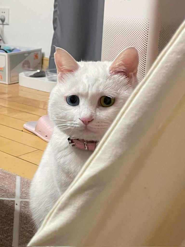 猫很担心你

#互fo https://t.co/qsd207ohHV