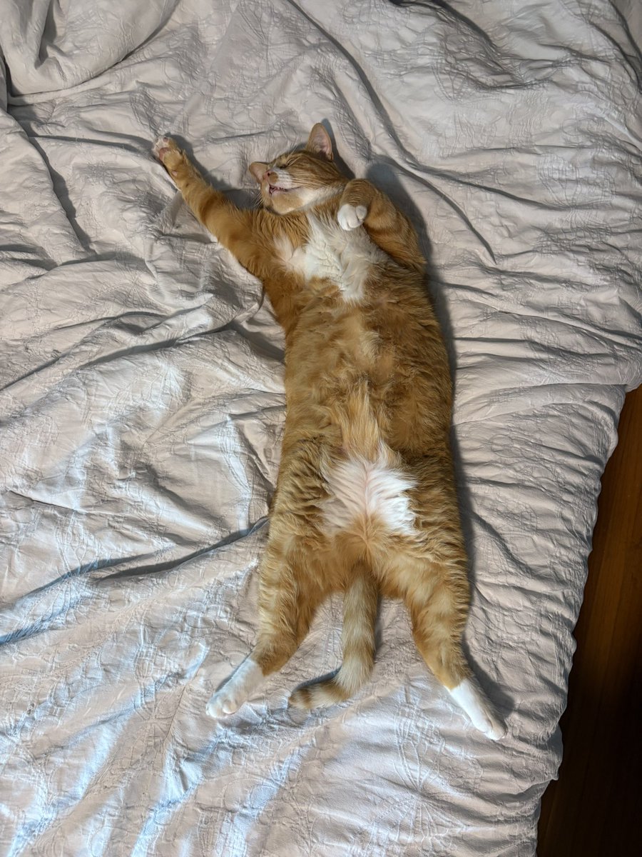 cubedacat's tweet image. i ded…..rip