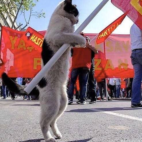 PHOTO |📷Antifascist cat, Istanbul-Turkey.