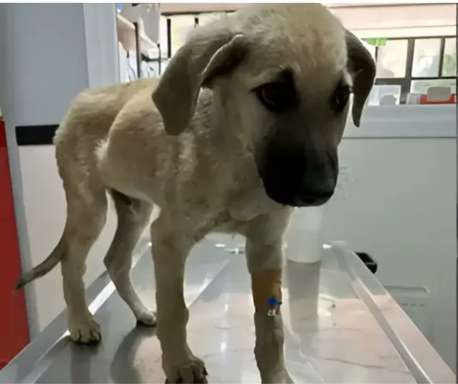 1/9

Abandoned Motherless Puppies Were At Deaths Door - A Thread

Stray puppies face major challenges, especially diseases like distemper and parvovirus. 

Today, I introduce a motherless litter at the shelter, who were very sick😭

Read on 🧵⬇️