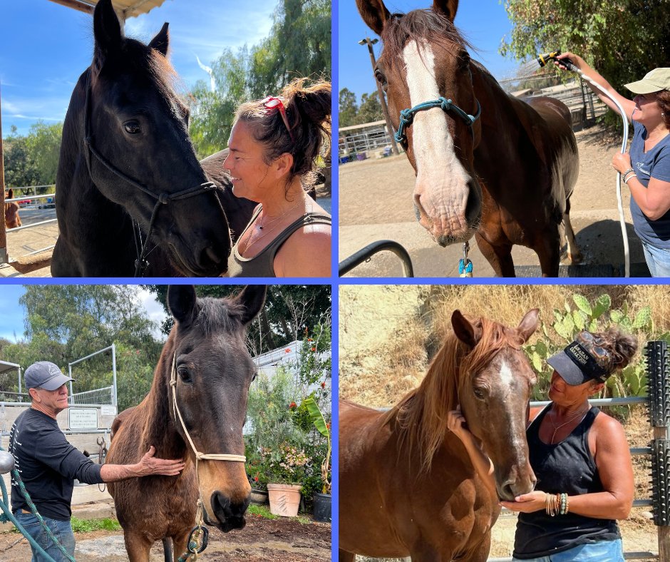 Join Hanaeleh Horse Rescue as a volunteer! Help rescue and rehabilitate horses, gain horse care experience, and connect with fellow animal lovers. Your support makes a difference! Learn more and get started: hanaeleh.org/thank-you-for-…
