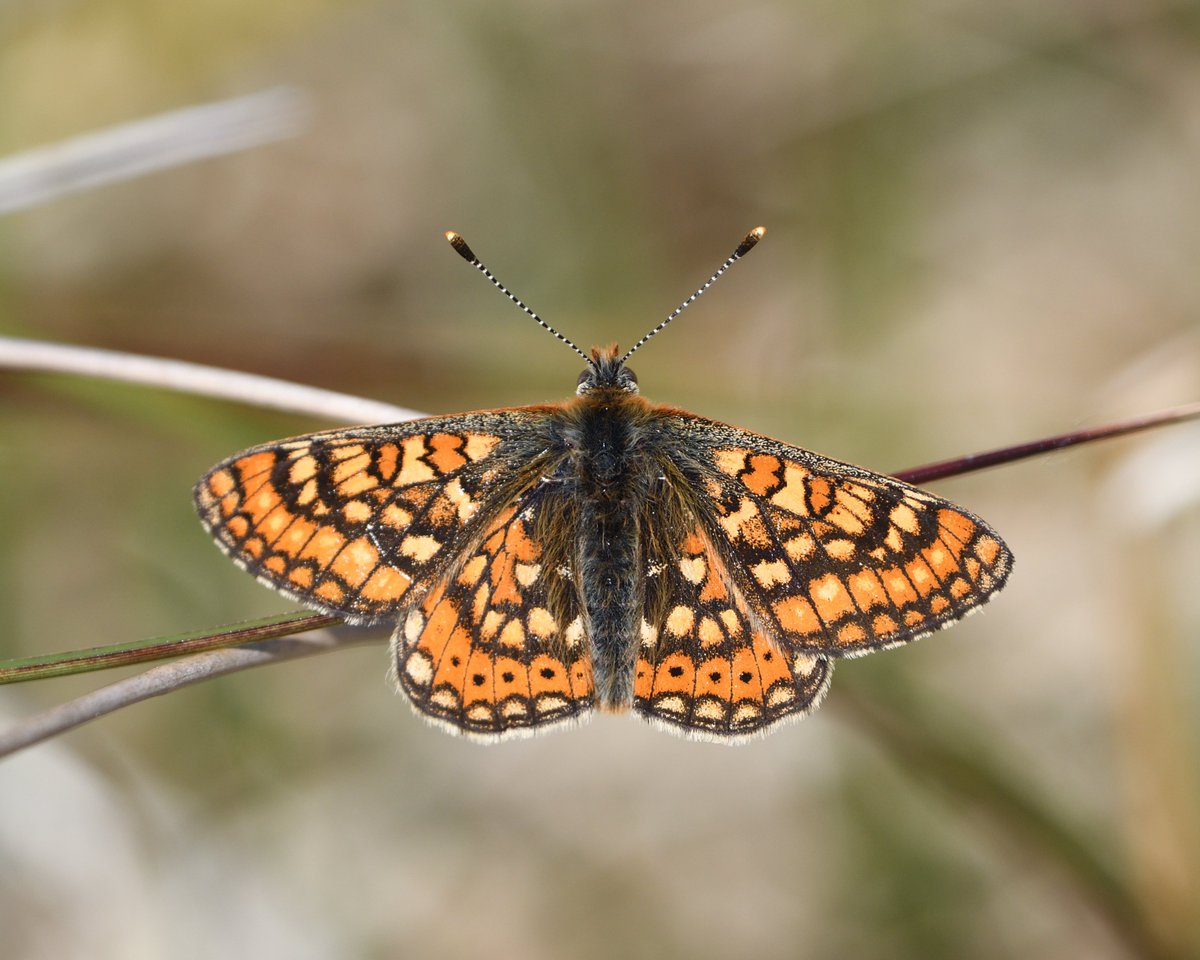 Steph Murphy tweet media