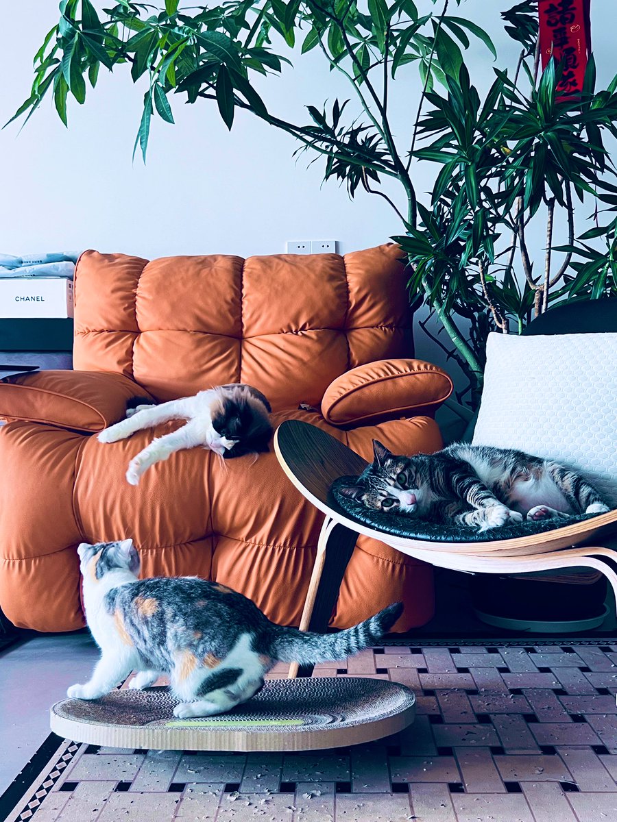 猫的夏天 #治愈系