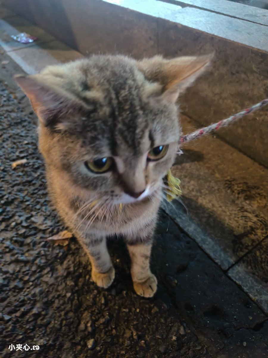 xn76283003's tweet photo. 偶遇的小猫 好可爱好可爱 https://t.co/ApqsR1BmvB