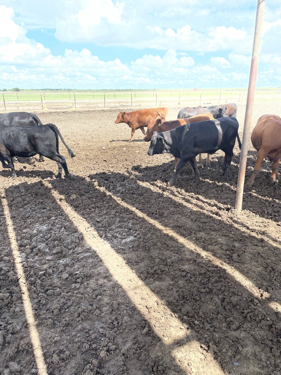 Let’s talk about MRNA shots for cattle. Testing has only been done with ML IBR shots which is needed if you are bringing in cattle from different environments i.e. feedyards or buying sale barn cattle. There are no approved MRNA shots for cattle yet. If they do, a killed virus