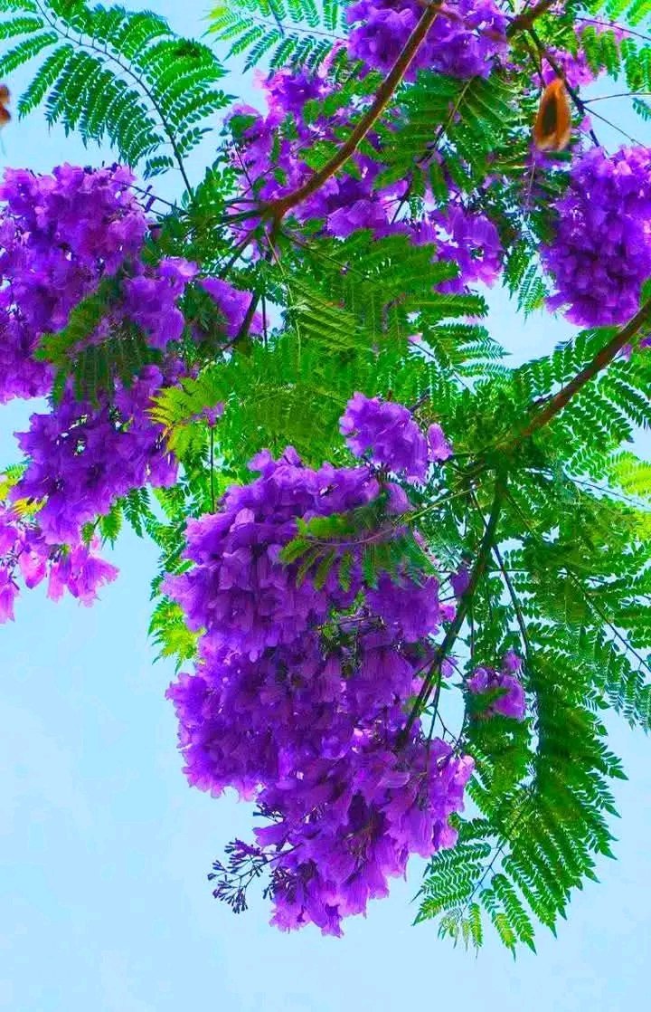 AmanUll65059410's tweet photo. 📌মানুষ আগামীকাল বাঁচবে কিনা সেটার চিন্তা নেই, 
কিন্তু আগামীকাল কাকে বাঁশ দিবে সেটার চিন্তা ঠিকই আছে। https://t.co/6ABccrI3zL