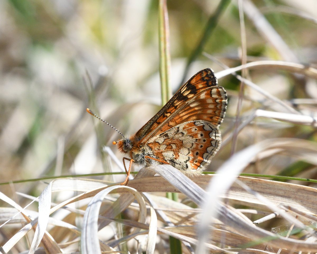 Steph Murphy tweet media