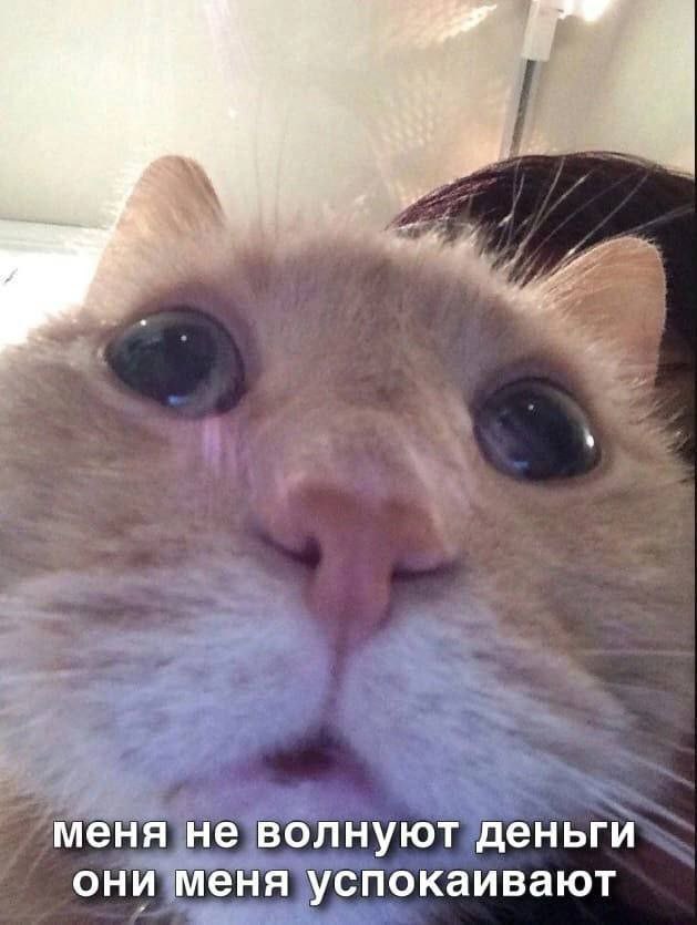 cats, i love cats (@catsilcats) on Twitter photo 