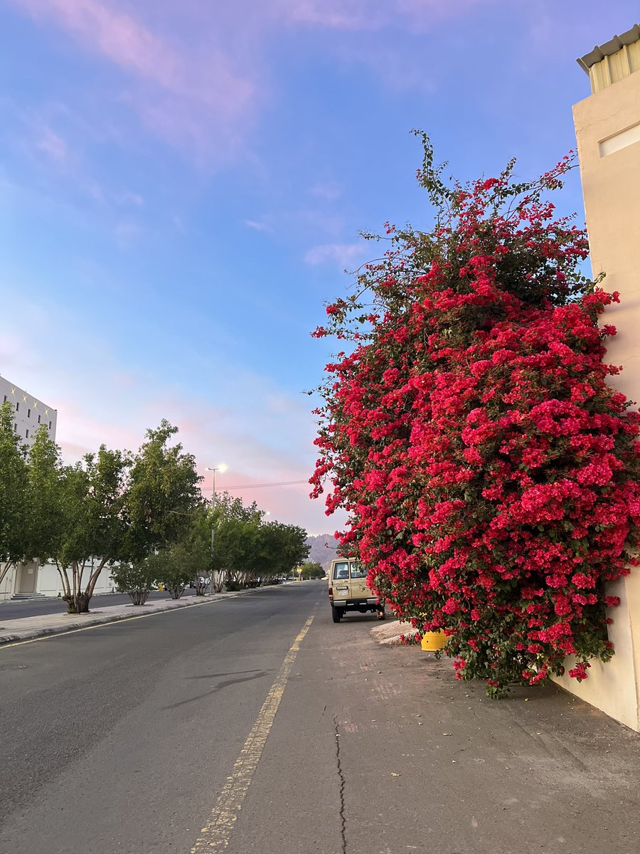abdduidti's tweet photo. مايو بأربع صور .. https://t.co/Ksr0vR60U4