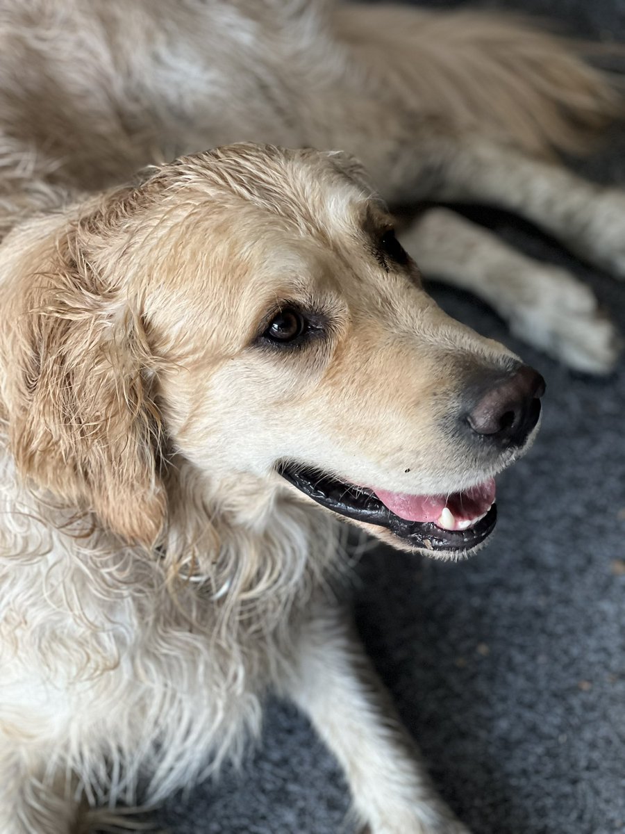 Sunny water weekends make me smile! 🐾💙Finn #WeekendSmiles #GRC