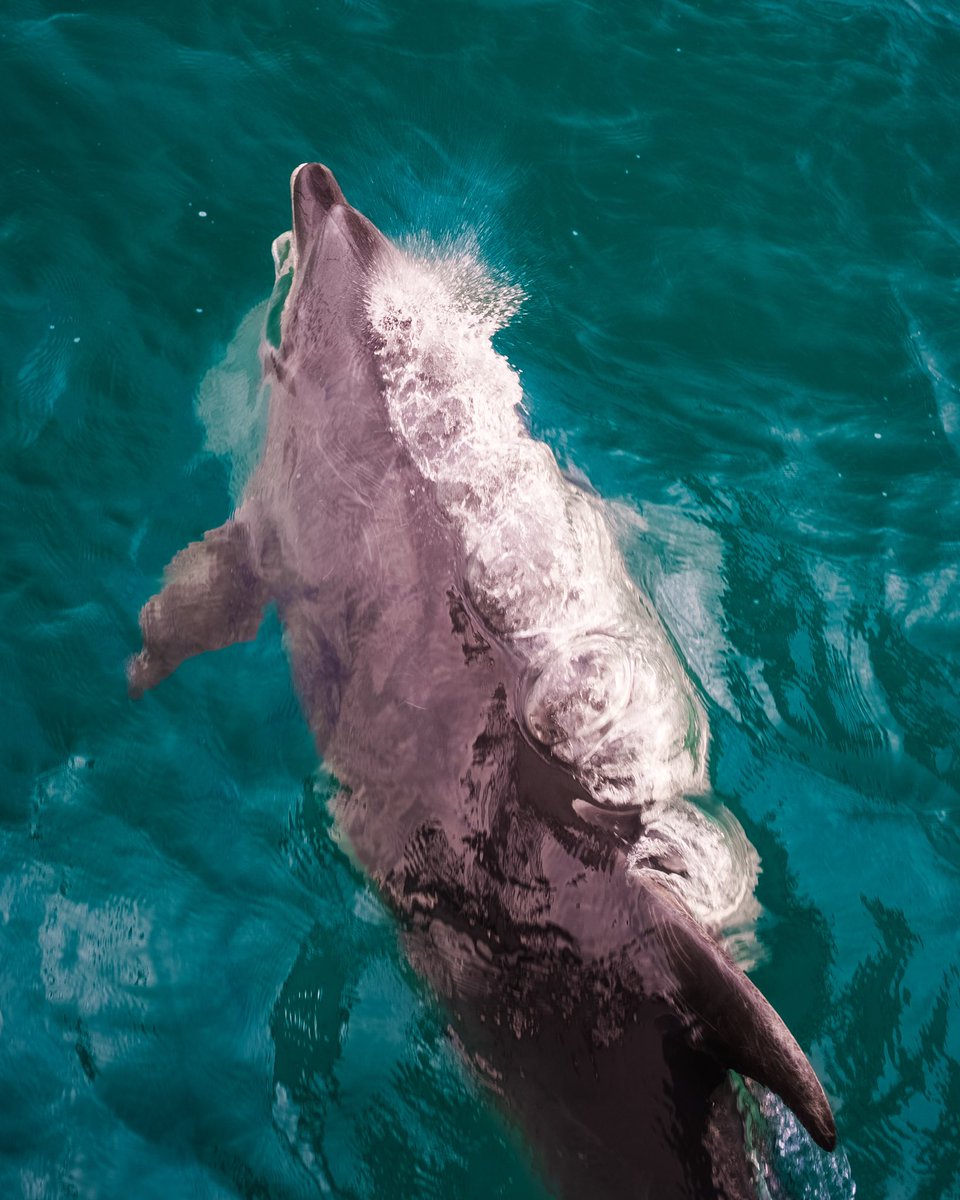 Russ Cook tweet media