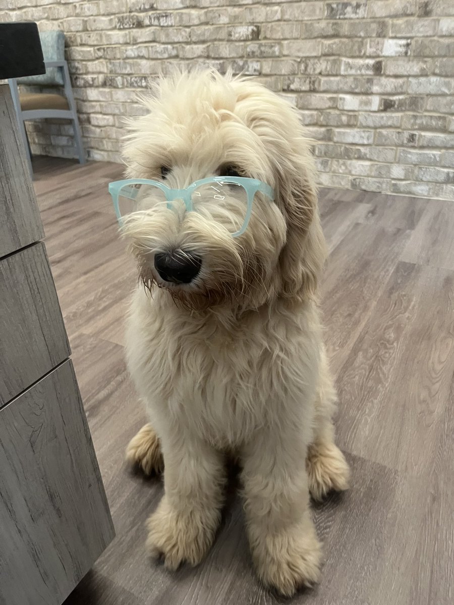 MaddyBecca1's tweet photo. Professional pup https://t.co/YcHx9XLWUr
