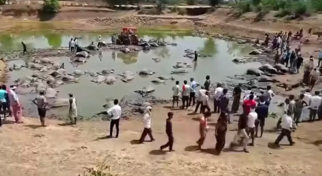 बारां, राजस्थान से दिल दहला देने वाली खबर जलवाड़ा गांव में तालाब में करंट फैलने से करीब 75 भैंसों की दर्दनाक मौत! बताया जा रहा है कि 11KV बिजली लाइन का तार तालाब में गिर गया। प्रशासन मौके पर जांच में जुटा है। क्या कोई ज़िम्मेदारी लेगा?
 #Rajasthan #AnimalSafety #Negligence