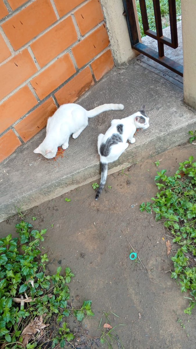 solanomarianam's tweet photo. #Buenastardes 🔆 Feliz y BENDECIDO #Sabado ❤️😺🐶 #17demayo por favor me AYUDAN a continuar #Ayudando #Esterilizar es el camino para evitar abandonos
#Apoya como puedas @belkisf01 @julio0211 @URUGUAYAENVENEZ @f20285168 @arcoiris53 @sevenromeo38 @ntrejo70 @NataliaSR75 @3mSsantos https://t.co/56vhZNmzh5