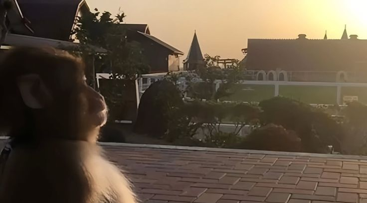 0xlog1c_'s tweet image. +5k$ on the sale, even though I got in really late

I could have easily made 50k if I hadn&apos;t overslept...

But I&apos;m not complaining

Remember, even a $1 profit is better than a minus