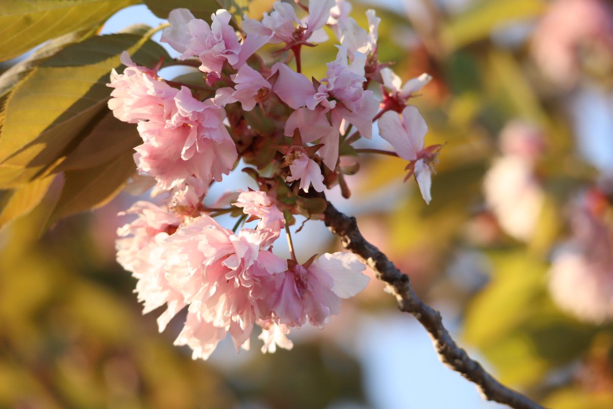 deer_roku's tweet photo. 葉桜 https://t.co/EyBhnCKRsj