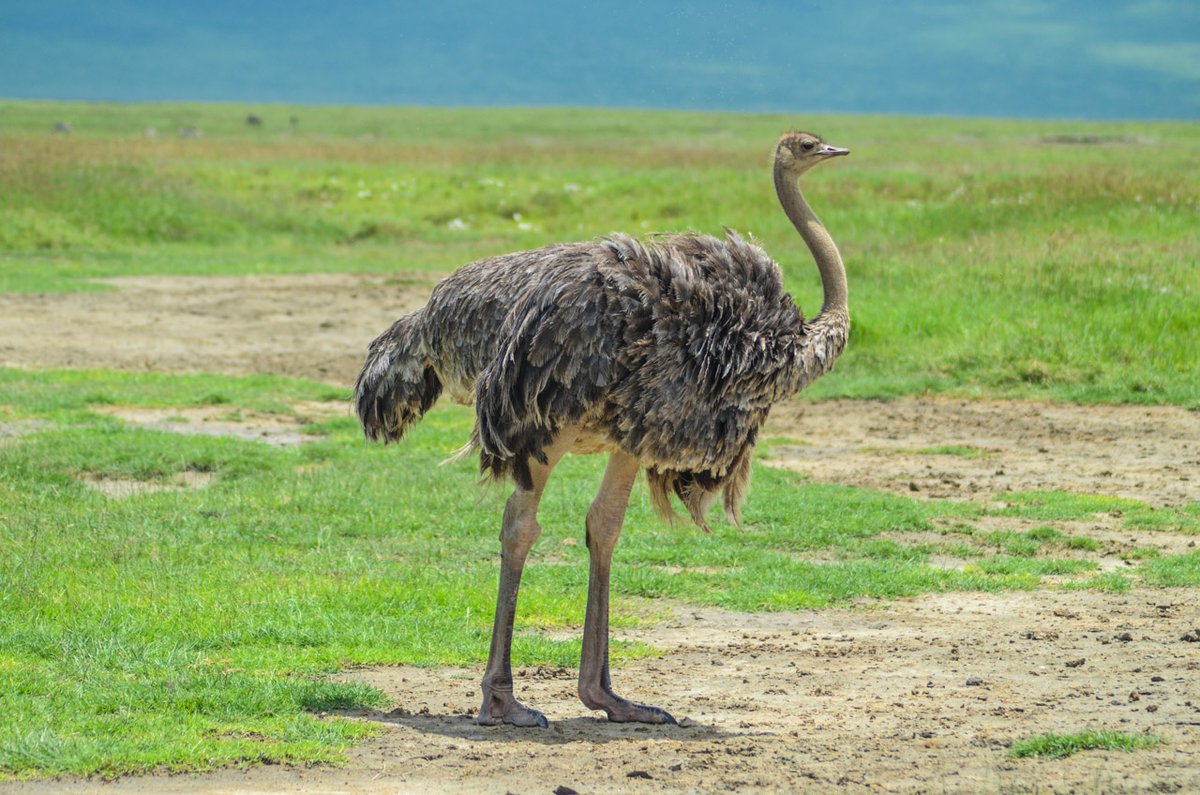 Kusini Tours tweet media