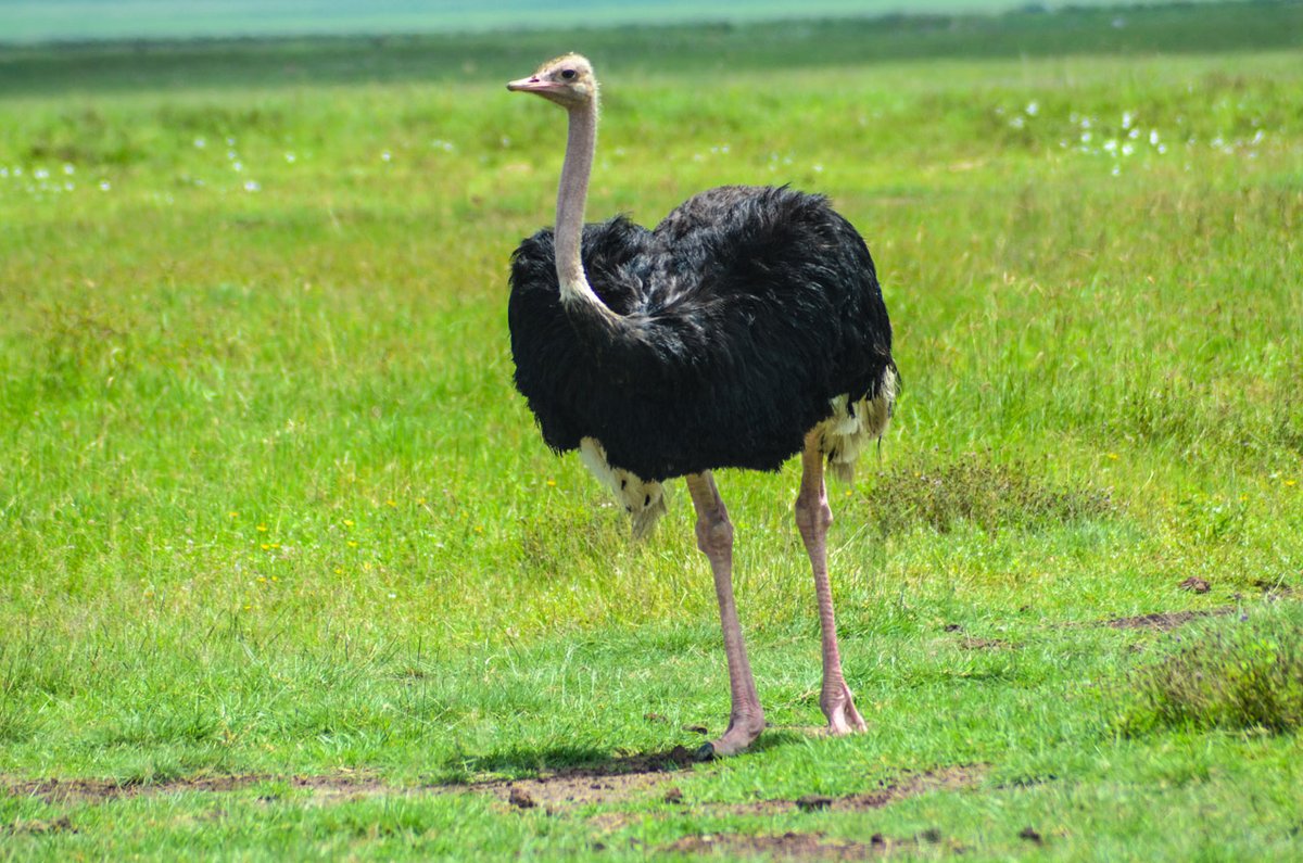 Kusini Tours tweet media