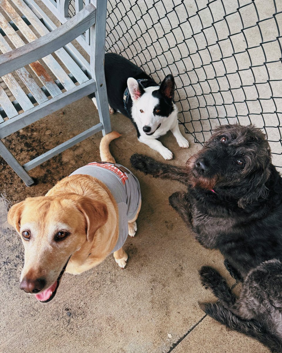 Noodle the Pup tweet media