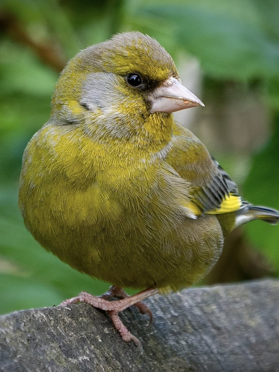 paul_cunniffe1's tweet image. Weekend greenery. 😊 #greenfinch #wildlife #nature #wildlifephotography #saddleworth #mossley #birds #birding #TwitterNatureCommunity