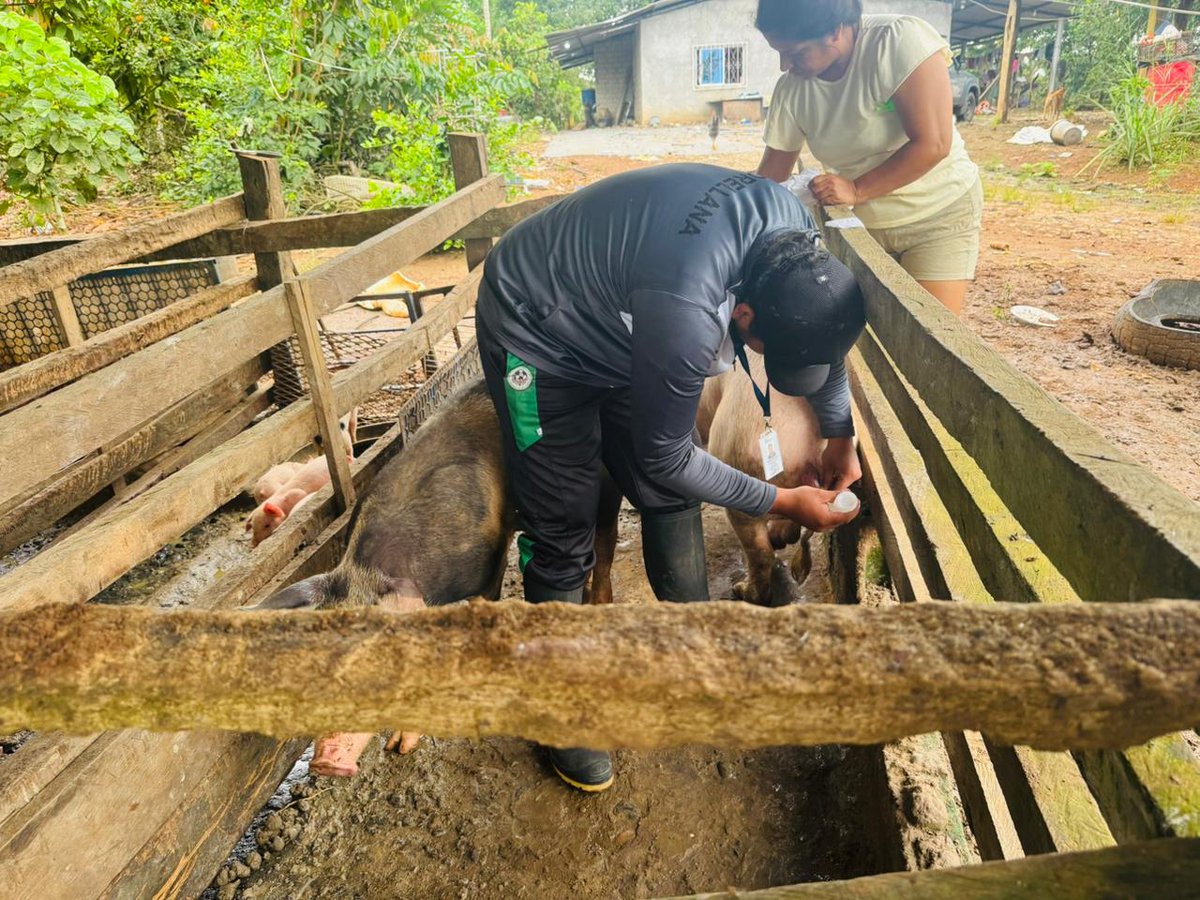 Agricultura_CZ2's tweet photo. #Orellana| 🐷 💉¡Mejoramos la genética porcina!
En El Descanso, Rumipamba (La Joya de los Sachas), realizamos una inseminación artificial en cerda Landrace.🐖
🧑🌾 Más calidad, más producción, menos enfermedades.
#MAGContigo #CampoProductivo
#ElNuevoEcuadorResuelve🇪🇨 https://t.co/xeTXEQS8yC
