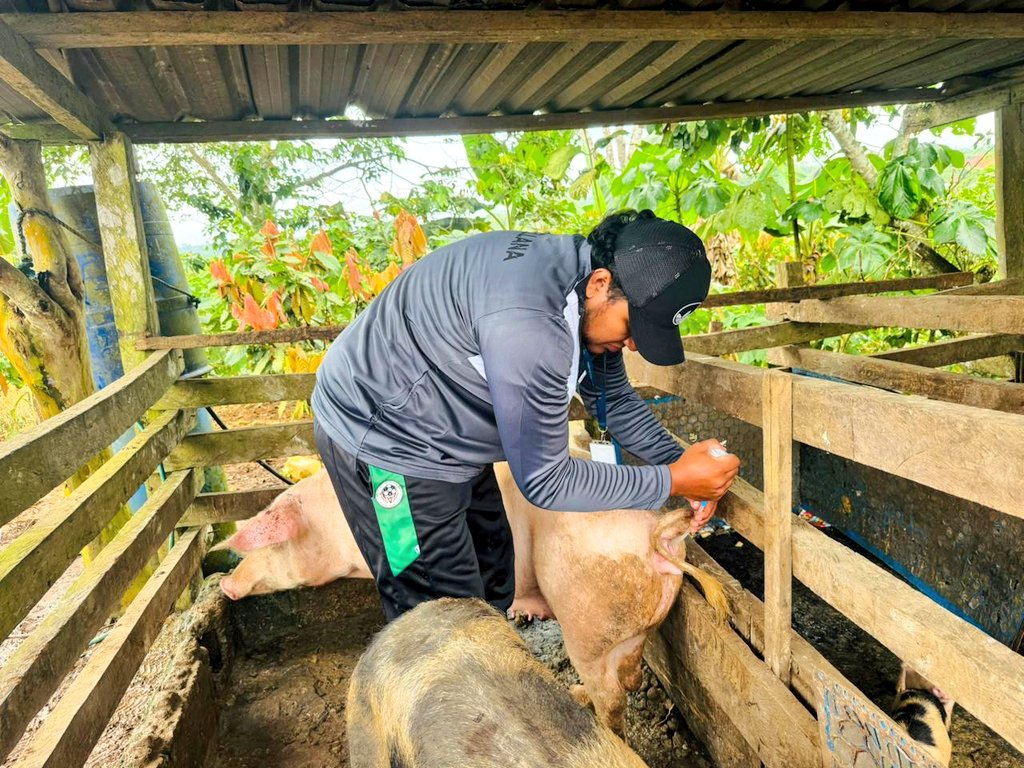 Agricultura_CZ2's tweet photo. #Orellana| 🐷 💉¡Mejoramos la genética porcina!
En El Descanso, Rumipamba (La Joya de los Sachas), realizamos una inseminación artificial en cerda Landrace.🐖
🧑🌾 Más calidad, más producción, menos enfermedades.
#MAGContigo #CampoProductivo
#ElNuevoEcuadorResuelve🇪🇨 https://t.co/xeTXEQS8yC