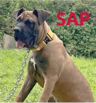 KAScoaching1's tweet photo. Have you rehomed Sparko?
Missing from Save a Paw 
Please retweet 
#saveapawrescue #dogs https://t.co/sOtKCQr5WU