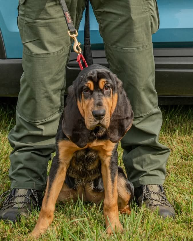 MEStatePolice's tweet image. Millie to the Rescue! AGAIN! 🗣👏
On May 16, 2025, around 5:30 PM in the woods off Rowe Rd. in Palermo, MSP bloodhound Millie and her handler, Corporal Eric Sucy, alongside Maine Game Warden Julia Horst, located a missing 5-year-old girl with autism in a cedar swamp—waist-deep…