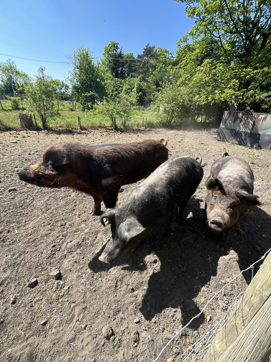 Simon Eardley tweet media