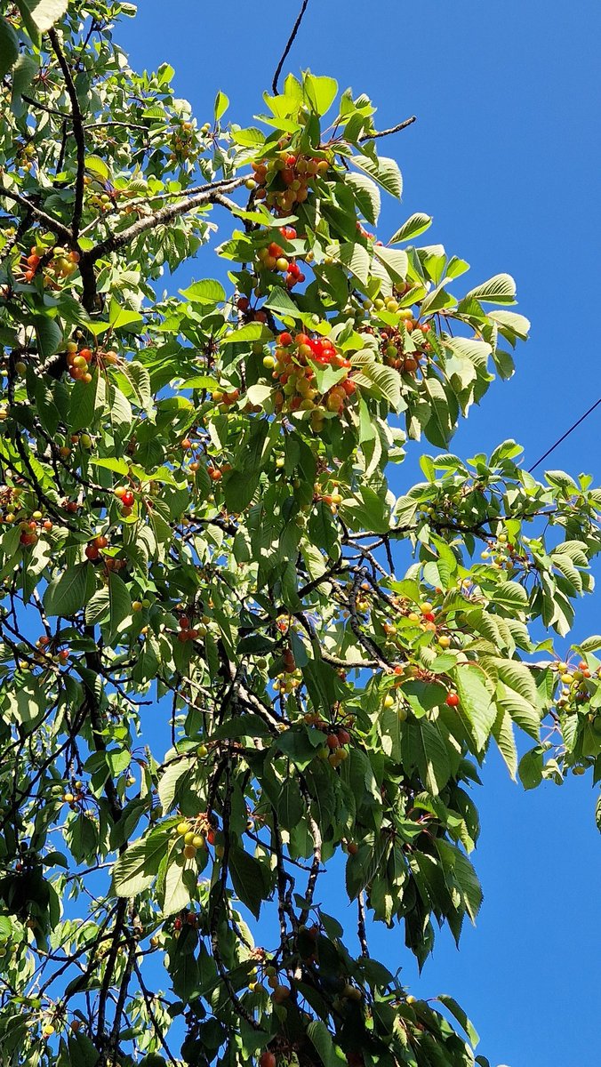 Sula Ross tweet media