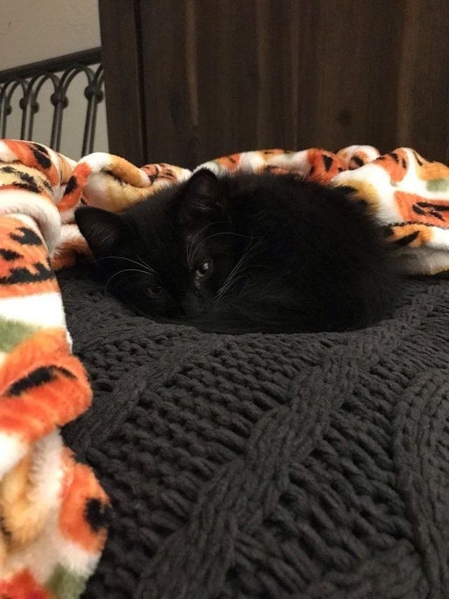 Black cats are not bad luck (@visualscat) on Twitter photo 