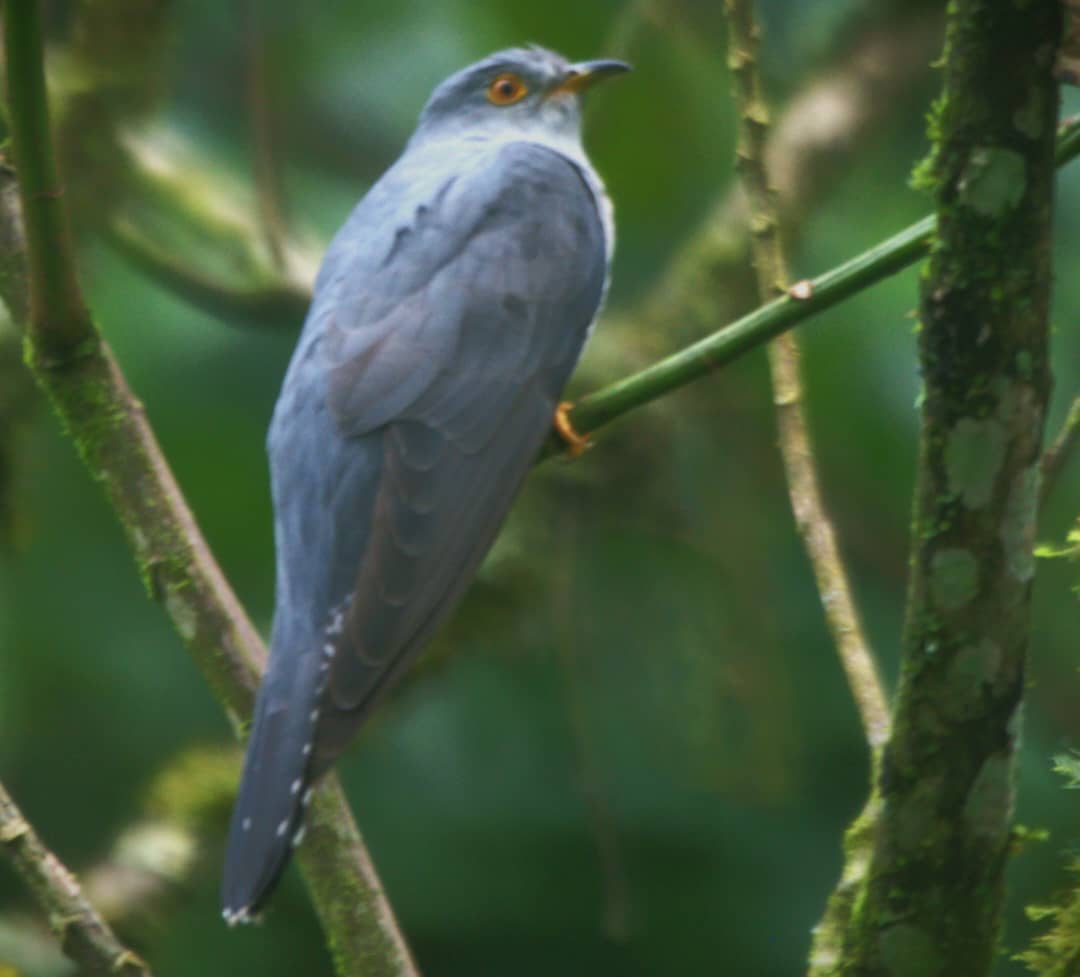 TambourineSafa1's tweet photo. Black cuckoo which looks like the Red chest cuckoo but greyish colour of the head and having no red chest makes the difference.
#birdwatching
#photography
#gameviewing
#walkingsafari https://t.co/vJGOL1pVzr