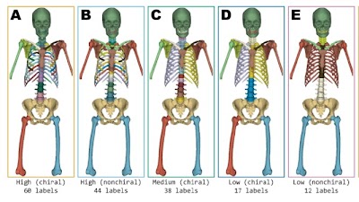 Radiology: Artificial Intelligence (@radiology_ai) on Twitter photo Skellytour is an accurate & generalizable bone segmentation model for CT data doi.org/10.1148/ryai.2… <a href="/uamshealth/">UAMS Health</a> #DeepLearning #MachineLearning #AI Skellytour is an accurate & generalizable bone segmentation model for CT data doi.org/10.1148/ryai.2… <a href="/uamshealth/">UAMS Health</a> #DeepLearning #MachineLearning #AI