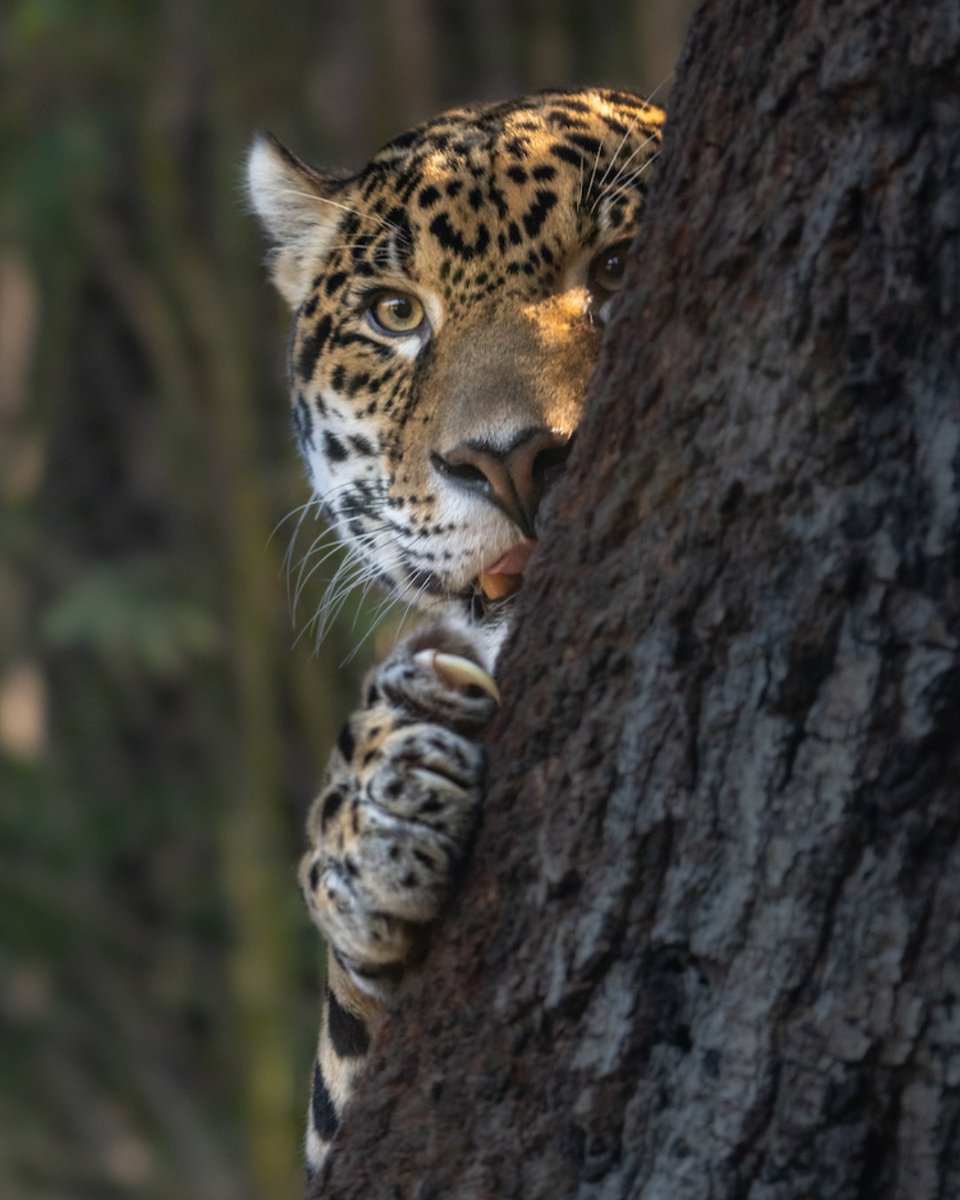 Peek-a-boo! 👀
Big cats — like jaguars — scratch trees to mark their territory, sharpen their claws and stretch their muscles. 💅 Sound familiar? Your house cat does the same thing at home on their scratching posts (or your couch). 🐱

#Caturday #Jaguar #BigCat #Kitty