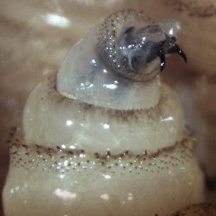 La OMS confirma casos de gusano barrenador en perros: gobierno de Sheinbaum no informa 

La Organización Mundial de la Salud confirmó la presencia de gusano barrenador (Cochliomyia hominivorax) en perros callejeros en México,

Luego de que algunos animales recibieran atención