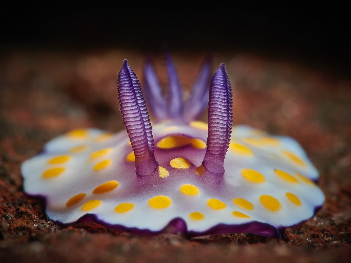 Adding some color into your life 💛💜

This vibrant sea slug, known as the goniobranchus hintuanensis nudibranch, has been spotted in various parts of the Indo-Pacific region! 

📸: Aleksei Permiakov

#seaslug #oceanlife #nudibranch