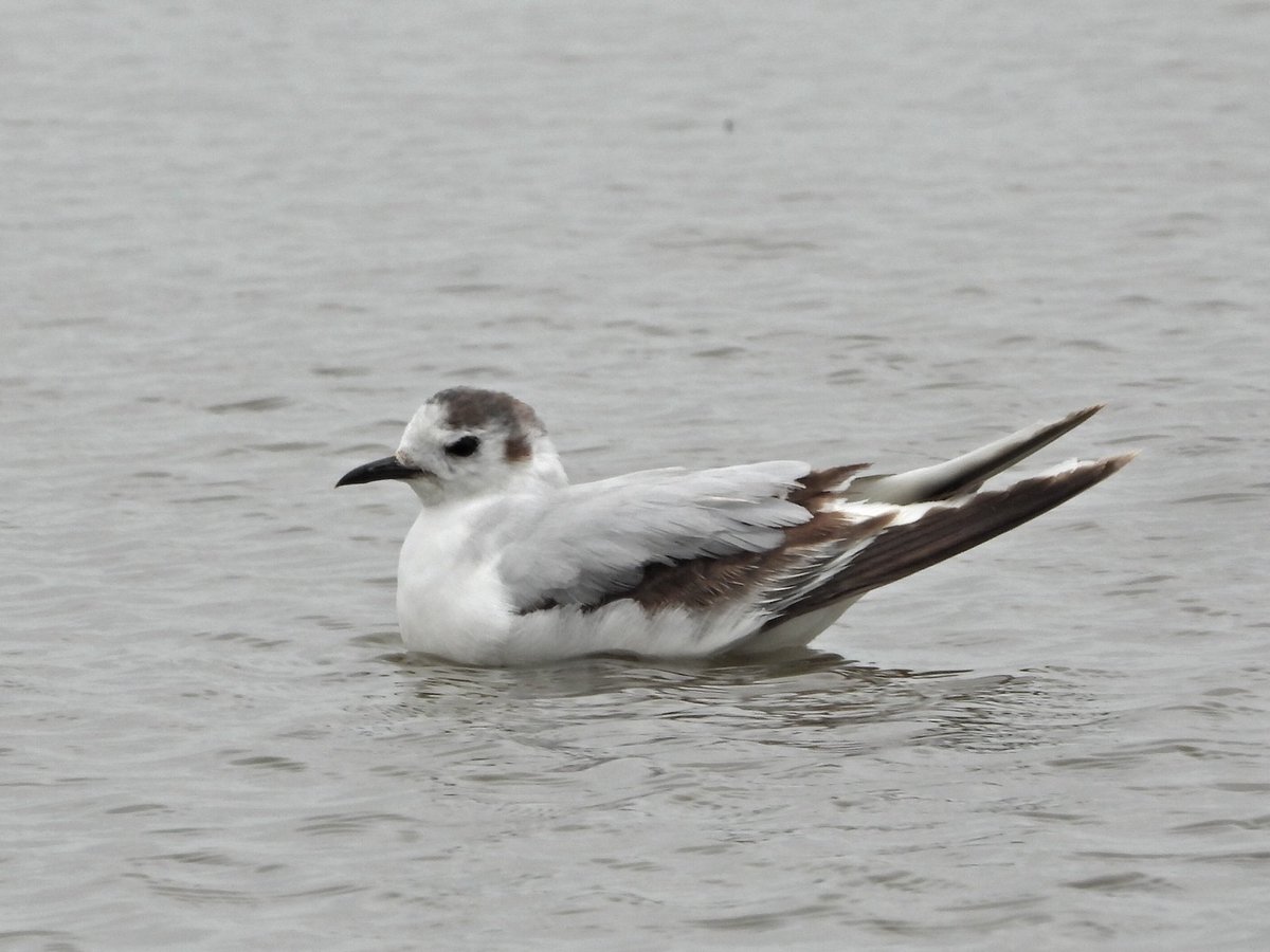 alanbodd's tweet image. Started the day at Halton Marshes, Lincs. with a Buff-Breasted Sandpiper & a bonus Little Gull, and finished with this Woodchat Shrike next to Stafford rugby club in Staffs.
